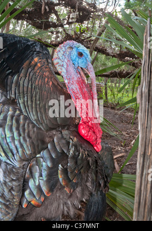 Dudley Farm State Historic Site Newberry Florida Stock Photo