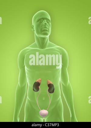 human urinary system Stock Photo