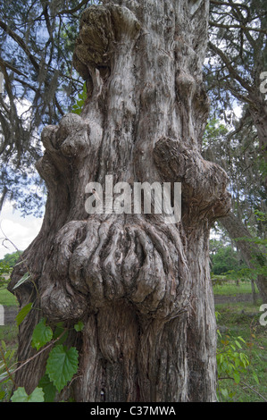 are cedar trees protected in florida