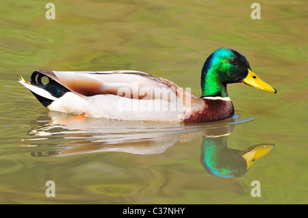 Mallard drake Stock Photo