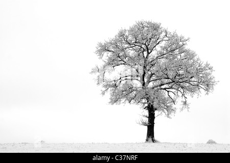 English Oak tree (Quercus robur) in snow, England, UK