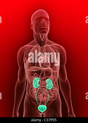 urinary system Stock Photo