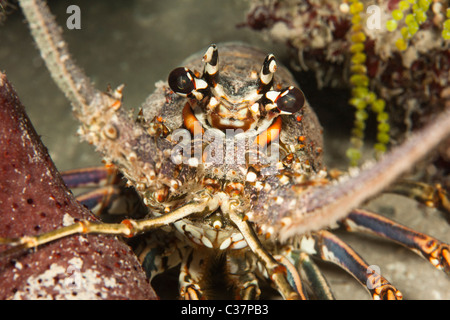 Caribbean Spiny Lobster (Panulirus argus) on a tropical coral reef off the island of Roatan, Honduras Stock Photo