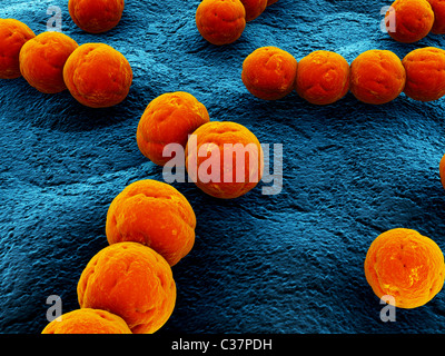 streptococcus Stock Photo