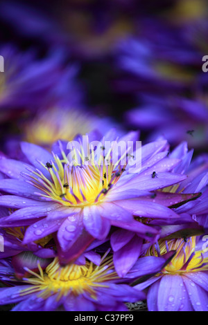 Water lilies , the national flower of Sri Lanka Asia Stock Photo