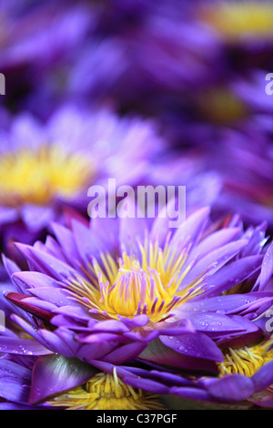 Water lilies , the national flower of Sri Lanka Asia Stock Photo