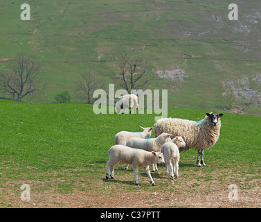 Mother sheep and four cute young lambs in upland pasture Stock Photo