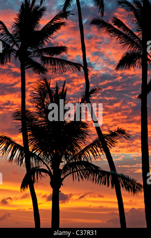Silhouetted palm trees set against a colorful Hawaiian sunset, as seen from Sans Souci Beach Park, Honolulu, Hawaii. Stock Photo