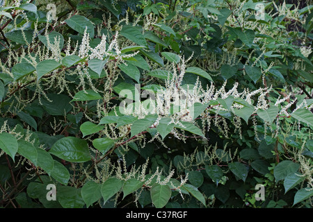 Giant Knotweed or Sakhalin Knotweed (Reynoutria sachalinensis). Stock Photo