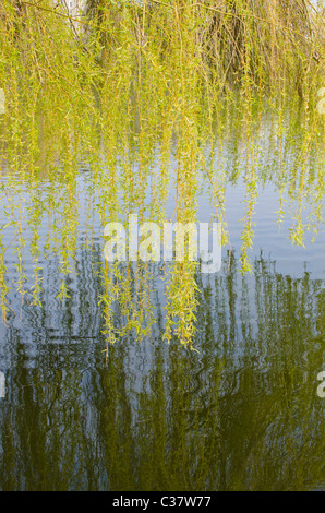 Golden weeping willow with its reflection in Diss Mere, Norfolk, England, UK Stock Photo