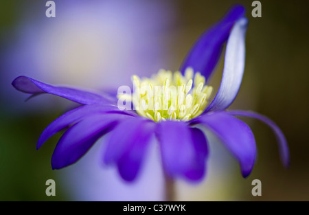 A single blue Anemone Blanda flower - Windflower Stock Photo
