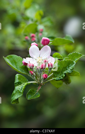Blossom and buds of the Bramley Apple Tree - Malus domestica Stock Photo