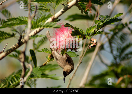 Hummingbird and Powder Puff Tree Blossom at Kakadu Nationalpark near Darwin, Northern Territory, Australia Stock Photo