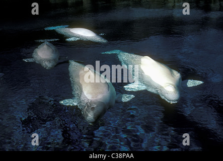 Beluga whales, Vancouver Aquarium, Stanley Park, city of Vancouver, British Columbia Province, Canada Stock Photo