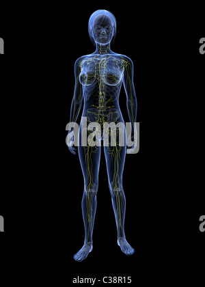 female lymphatic system Stock Photo