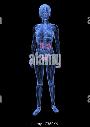 urinary tract infection without hematuria site unspecified icd 10 cm