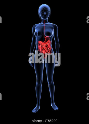 female digestive system Stock Photo