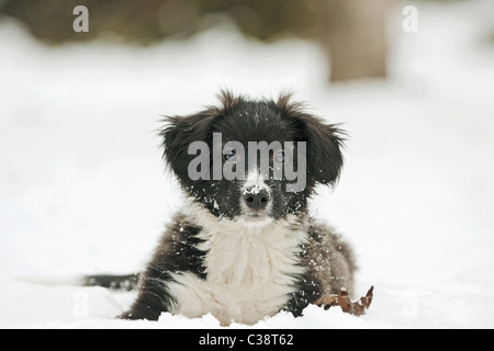 Border Collie dog - puppy lying in snow Stock Photo