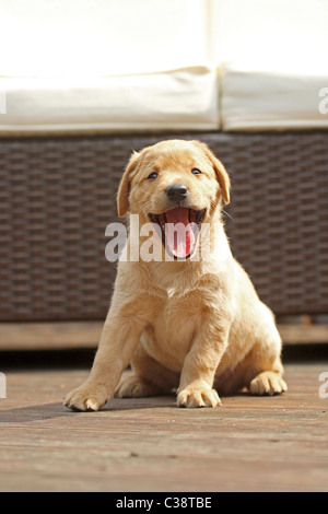 Labrador Retriever dog - puppy - yawning Stock Photo