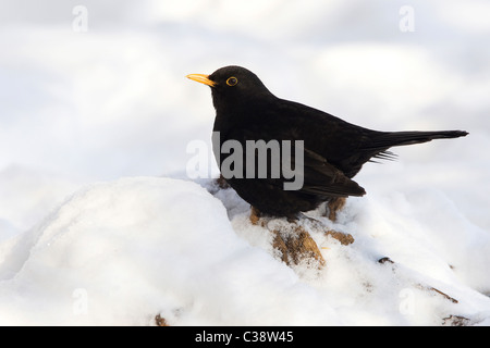 Blackbird in snow Stock Photo