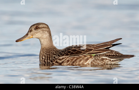Common Teal (Anas crecca) on water. Stock Photo