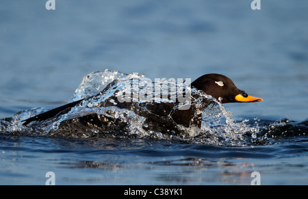 Velvet Scoter (Melanitta fusca). Drake swimming at high speed. Stock Photo