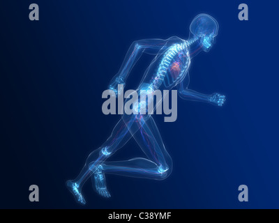 running skeleton - vascular Stock Photo