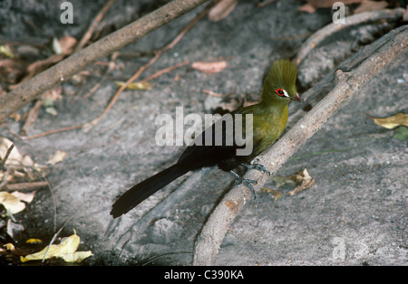 Guinea or Green turaco (Tauraco persa: Musophagidae) coming to drink at a pool in gallery forest, Gambia Stock Photo