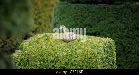 A female mallard duck sitting on a privet hedge - a strange nest site being investigated. Stock Photo