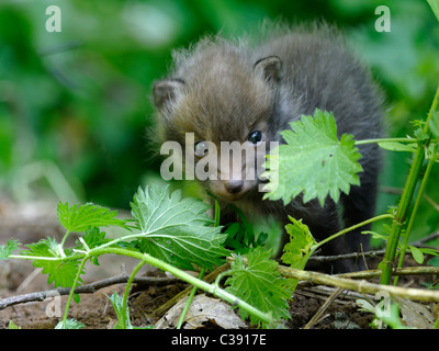 Red Fox ( Vulpes vulpes ) A very young cub experiences the outside world for the first time Stock Photo