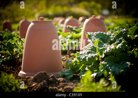 Bell-shaped terracotta  rhubarb forcers in Yorkshire kitchen garden. Stock Photo