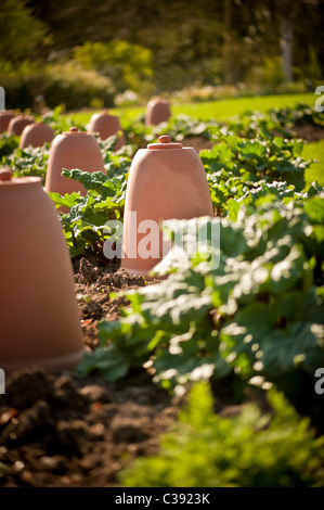 Bell-shaped terracotta  rhubarb forcers in Yorkshire kitchen garden. Stock Photo