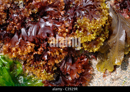 MASTOCARPUS STELLATUS False Irish moss a red seaweed exposed at low tide UK Stock Photo