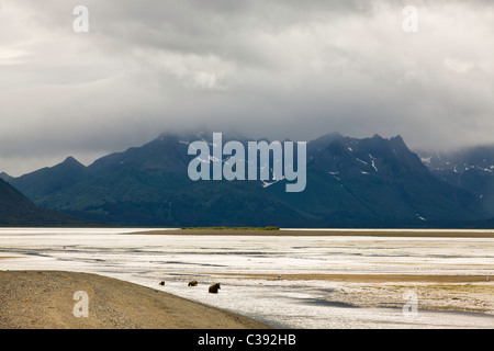 Brown bear sow and cubs fishing for salmon in Horn Creek along Chinitna Bay in Lake Clark National Park in Southcentral Alaska. Stock Photo