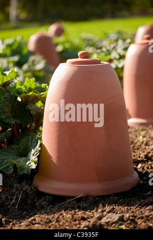 Bell-shaped terracotta  rhubarb forcers in Yorkshire kitchen garden. Stock Photo
