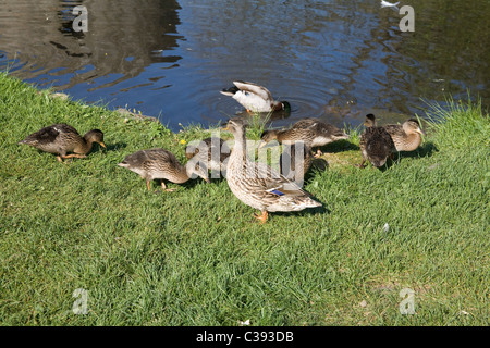 UK Wild mallard duck and drake with seven ducklings feeding at a pond Stock Photo