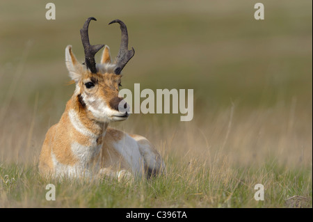 Resting Pronghorn Buck (Antilocapra americana), Western Montana Stock Photo
