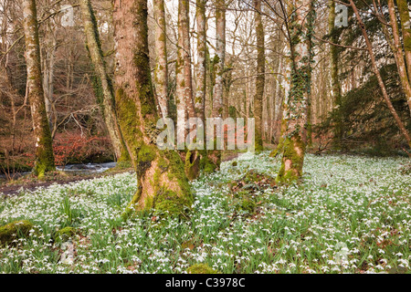 Wild Snowdrops (Galanthus nivalis) growing in deciduous woodland beside Afon Dwyfor River in late winter. Gwynedd, North Wales, UK, Britain. Stock Photo