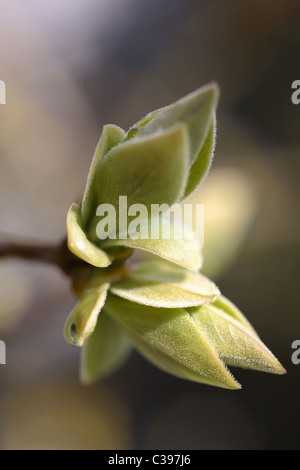 A budding forsythia bush Stock Photo