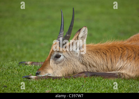 Kafue Flats Lechwe Stock Photo