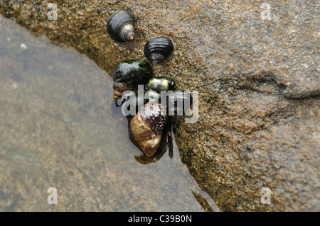 Various snails in tide pool near Kalaloch, Olympic national park, Washington Stock Photo