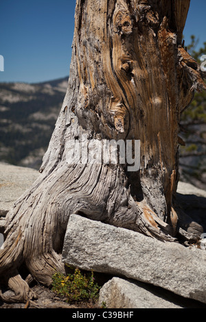 Sentinel Tree, Yosemite National Park, California Stock Photo - Alamy