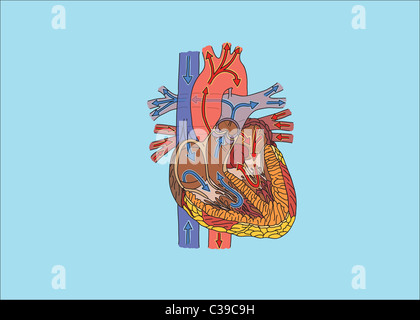 Structure of human heart and blood flow illustration Stock Photo