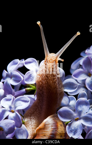 snail in lilac flower on black background Stock Photo