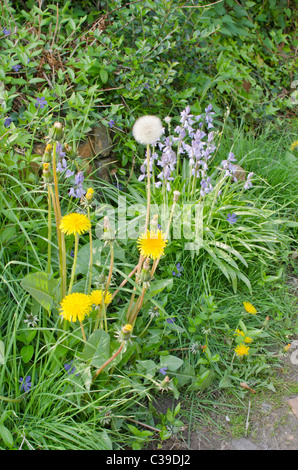 Bluebell and dandelion plants in flower Stock Photo