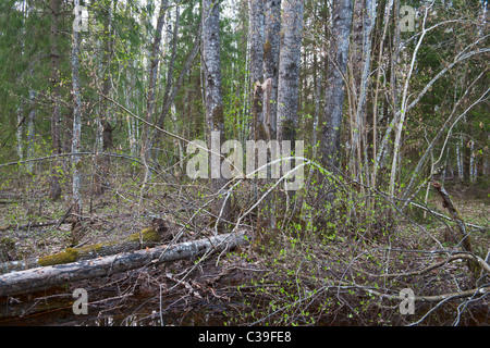 Woodland in early spring Stock Photo