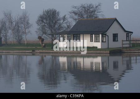 Early morning mist on the Norfolk Broads Stock Photo