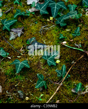 Ivy creeping on a bed of moss in a derelict disused London garden. Stock Photo