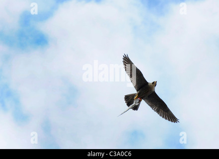 An adult Peregrine Falcon flying with a wing of a bird (Falco peregrinus) Stock Photo