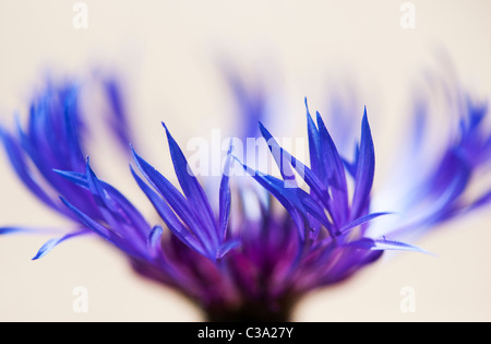 Centaurea montana. Perennial cornflower, Mountain bluet, Knapweed, Mountain knapweed against a light background. Selective focus Stock Photo